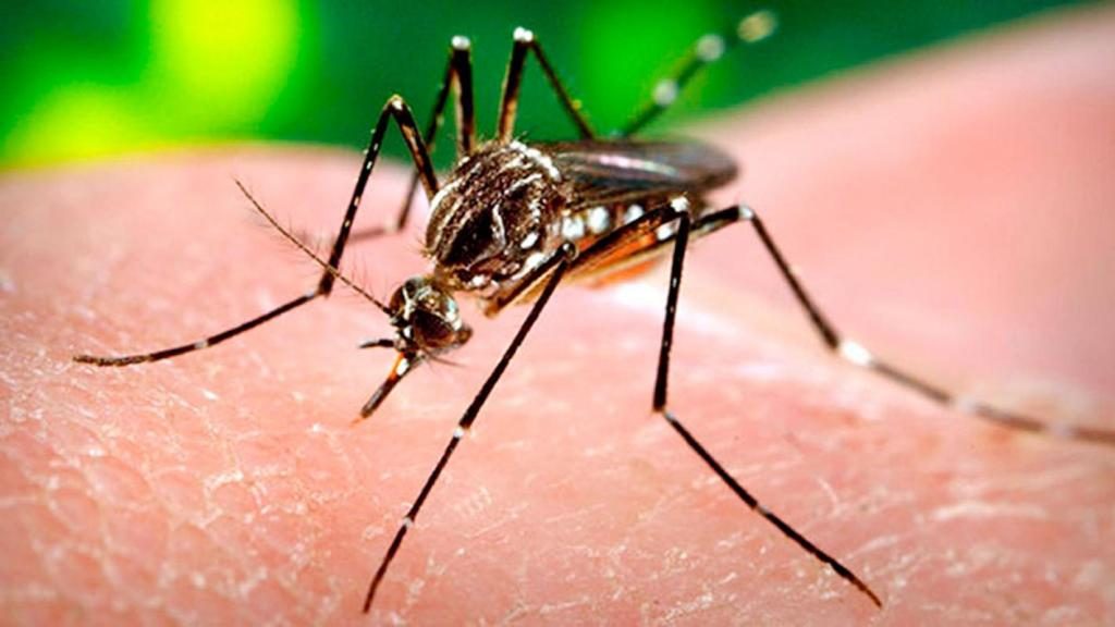 Kissing does not pass on the Zika virus