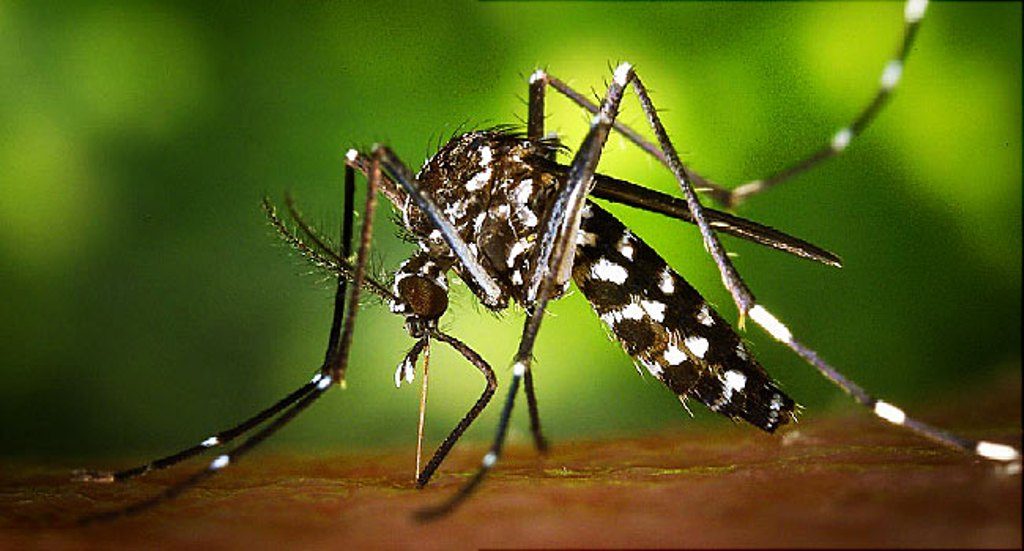 Common mosquito can carry Zika virus!