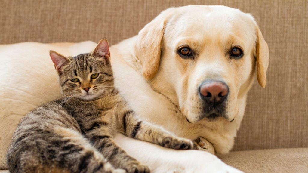 Food allergies may affect your pet dogs, cats too