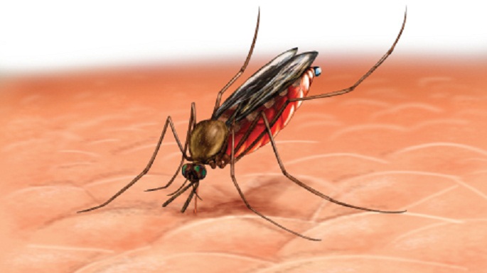 malaria dengue insect
