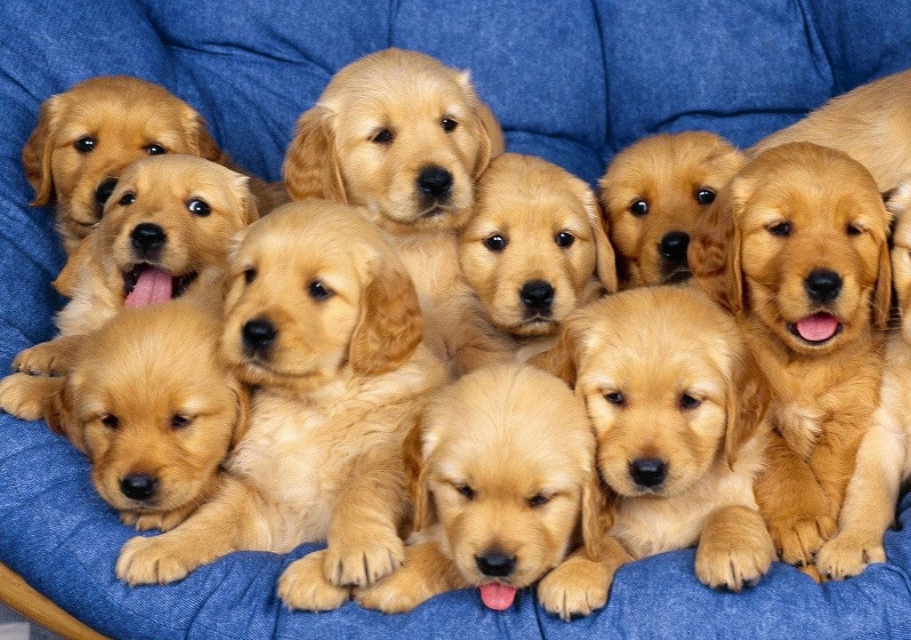 Pampered puppies unlikely to become great guide dogs