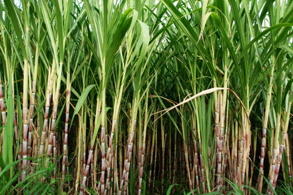 Sugarcane component cuts your stress and increases sleep