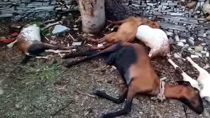 53 goats die after hit by Shatabdi Express train
