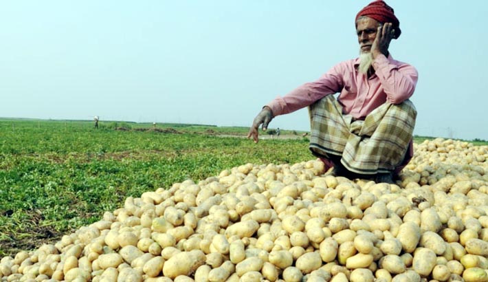Potato Farmers Suffer