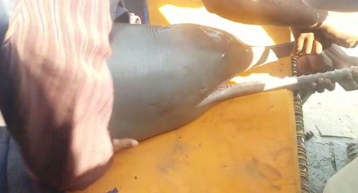 Rare dolphin death due to negligence of forest department