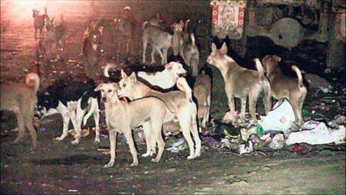 बिजनौर में आवारा कुत्तों का कहर जारी है, आवारा कुत्तों का झुण्ड लोगों को दौड़ा लेता है रोज चार से पांच मरीज अस्पताल में इलाज कराने के लिये आते है. इन आवारा कुत्तों की वजह से कुछ एक्सीडेंट भी हुए है.