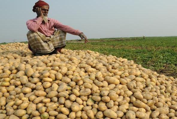 Potato farmer