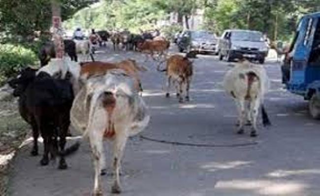 Stray cattle