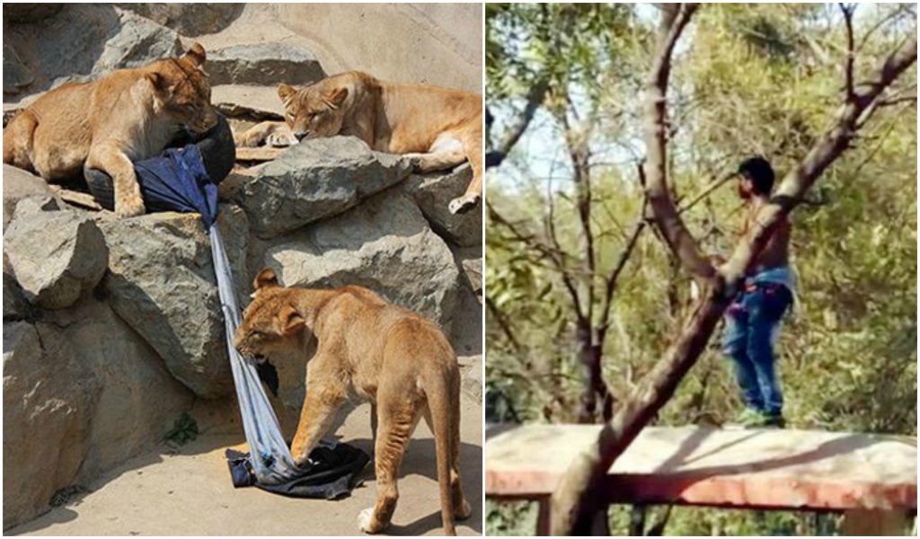 man jumped lion enclosure indore