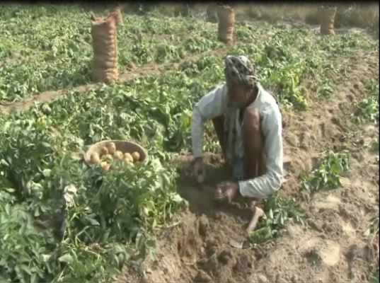 Farmers upset with poor potato prices