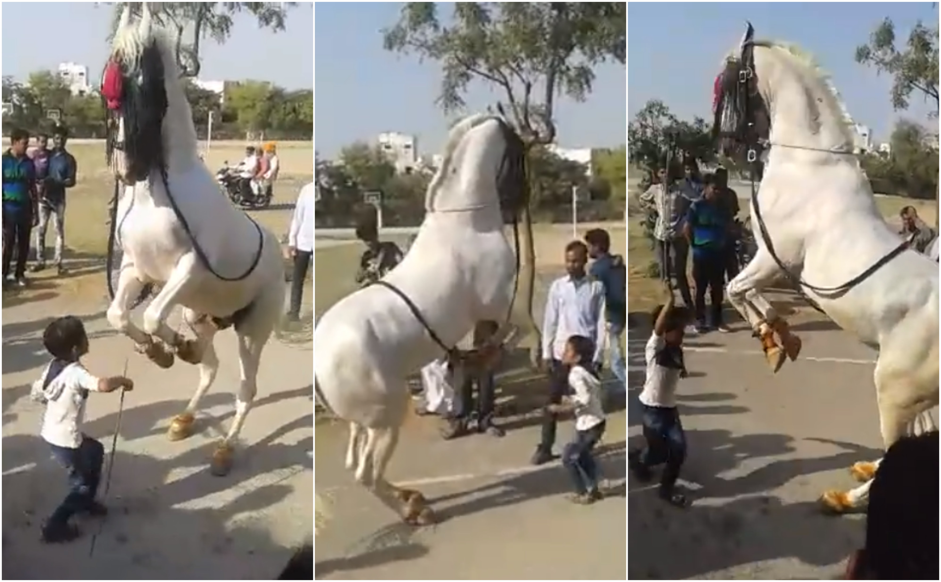 children with horse dance video got viral