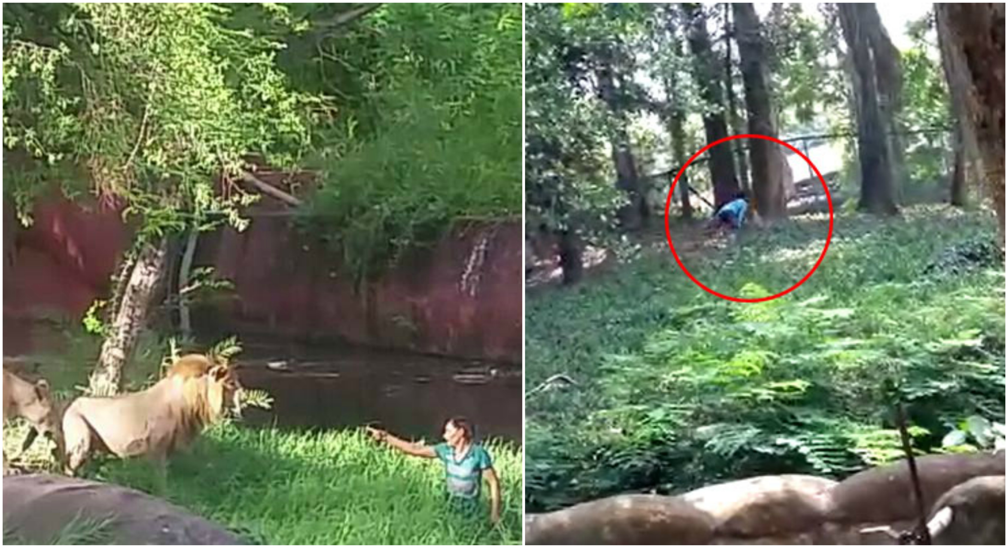 man jumped lion enclosure in kerala