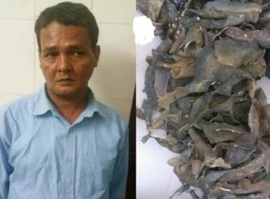 stf busted international turtle smugglers gang salim arrested