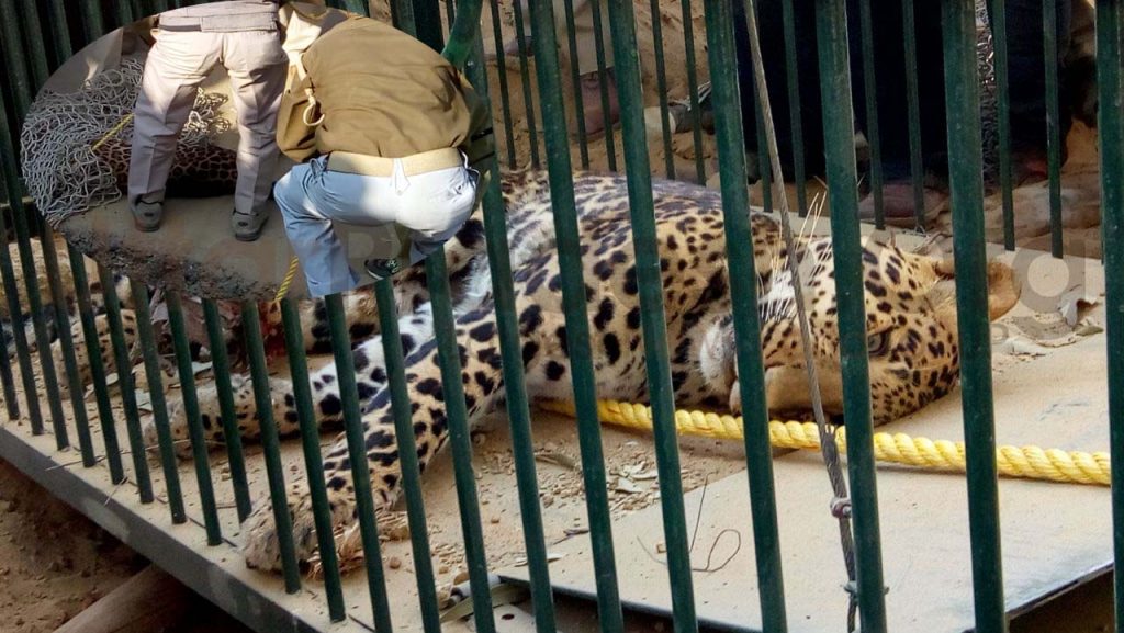 Leopard (tendua) caught in gosaiganj brought lucknow Zoo