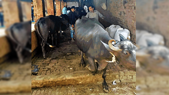 nagar Nigam caught buffalo: Dairy operators managed from CM Office