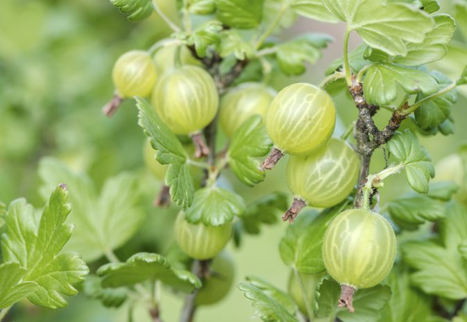 hair care tips and various benefits of gooseberry fruit