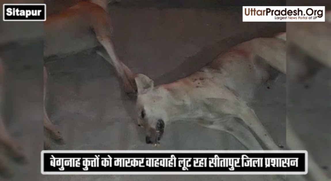 Sitapur district administration killing innocent dogs not fox