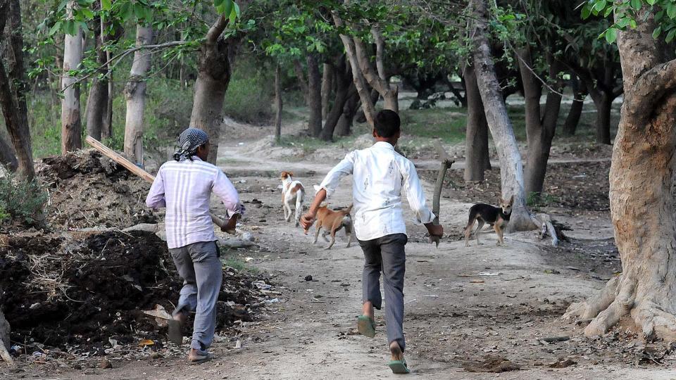 8 year old girl killed in wild animal attack sitapur district