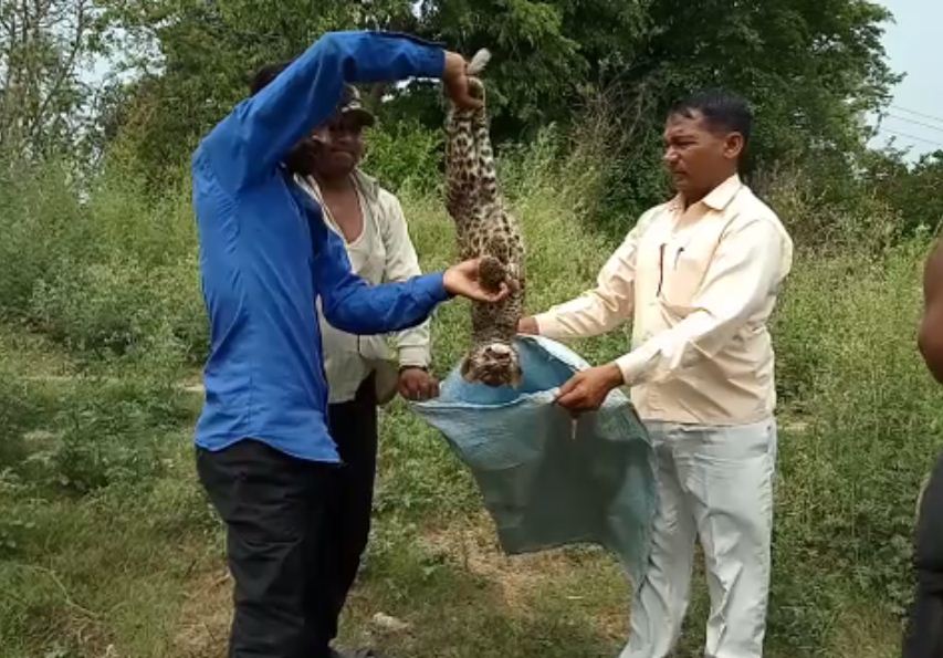 Leopards child found dead body