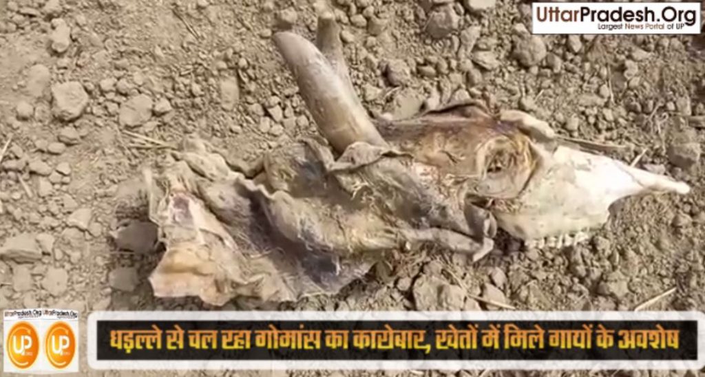 cow-slaughter-bones found in field at laharpur village