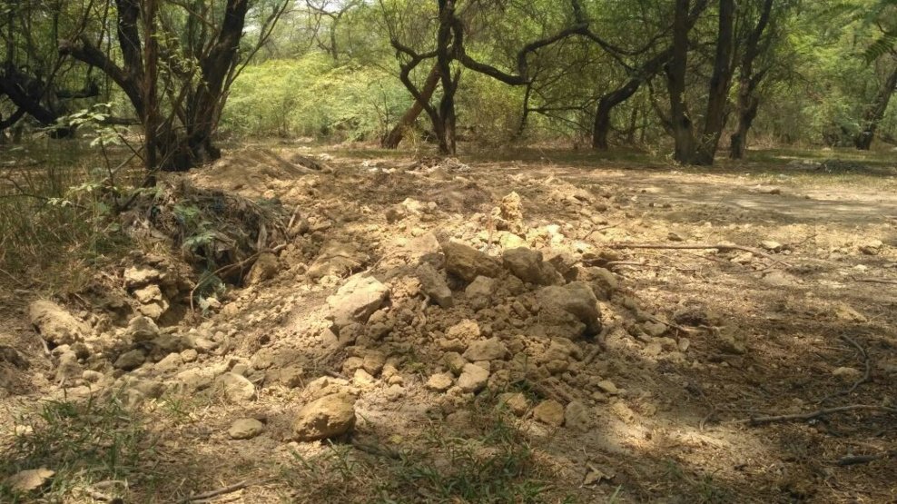 news impact Kukrail forest cows-dead-body buried