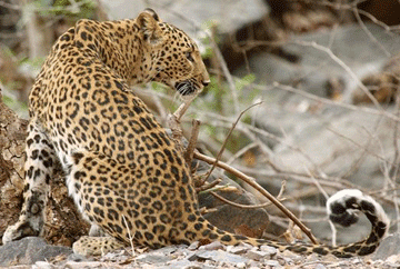 Leopard-shows-mahmudabad biswan villagers increased-terror