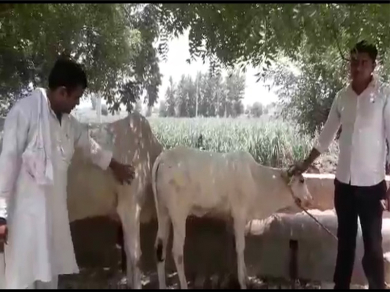panchayat-fine-for-abandoning-cows and adopted Volunteer
