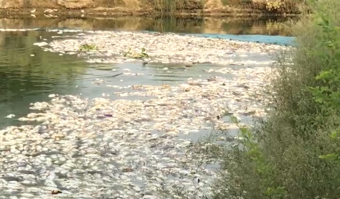 तालाब में जहरीला पदार्थ मिलाने से मछलियों की मौत