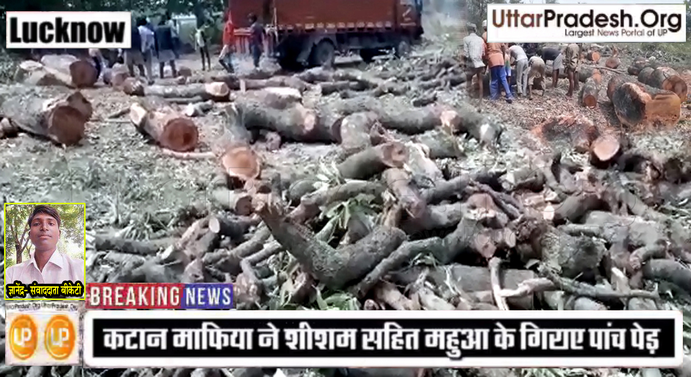 Vishwa Paryavaran Diwas: Wood Katan mafia cutting Tree illegal trafficking