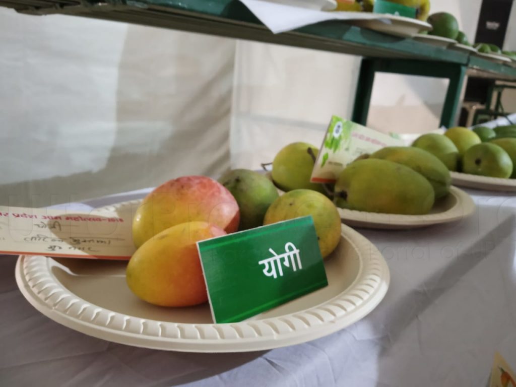 mango festival 2018 at indira gandhi pratishthan lucknow (2)