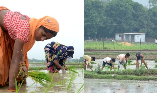 Farming started in fields, paddy cultivation started in villages