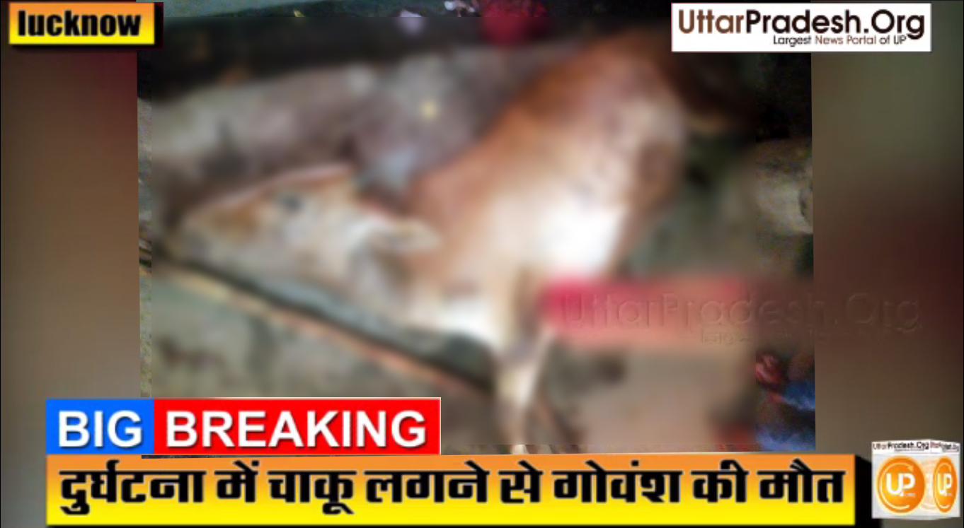 Minor Boy killed cow calf neat FIR lodged in thakurganj thana