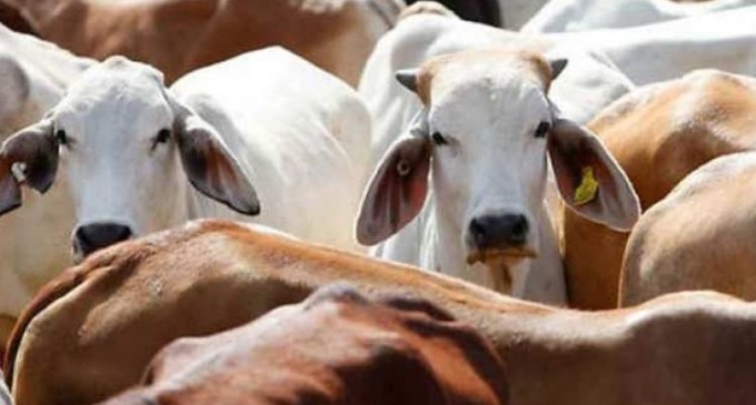 India is largest beef exporter in world after ban on slaughtering houses