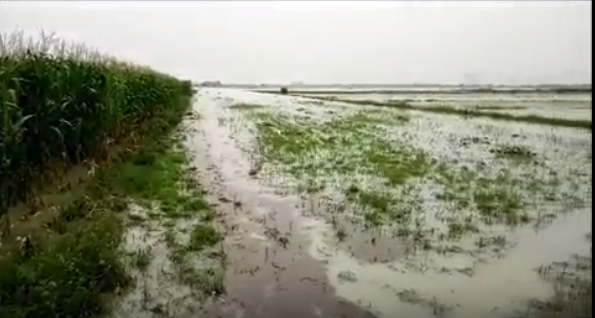 over rain ruined thousands acres of farming fields in UP