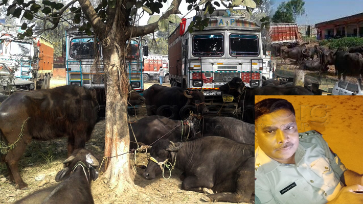 Kunda SHO Sent to jail in Unnao Makhi Thana buffalo case