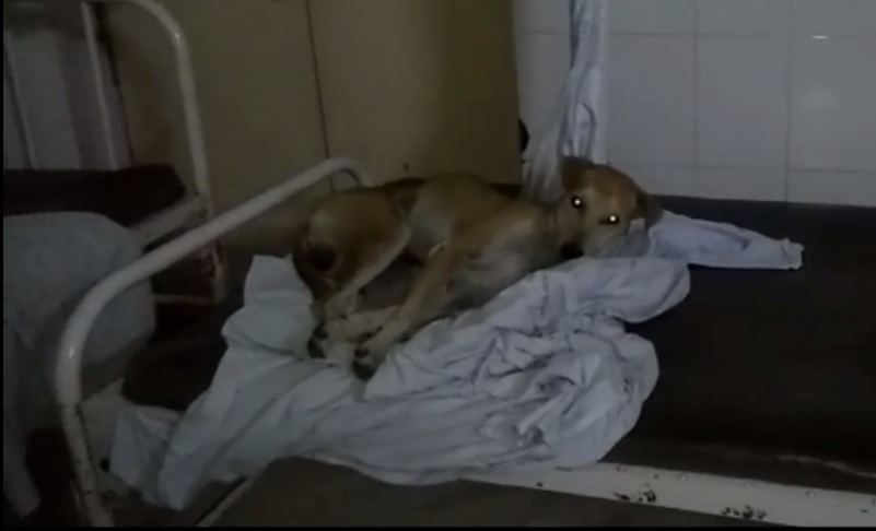 हापुड़ : महिला अस्पताल के बेड पर आराम फरमा रहे कुत्ते, वीडियो हुआ वायरल
