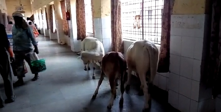 गोंडा : जानवरों का तबेला बना जिला अस्पताल , देखें वीडियो
