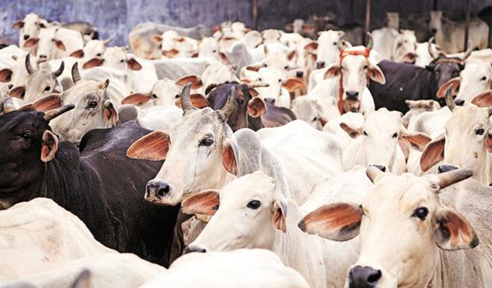 Fatehpur: 13 cattle carrying in truck, police arrested four people