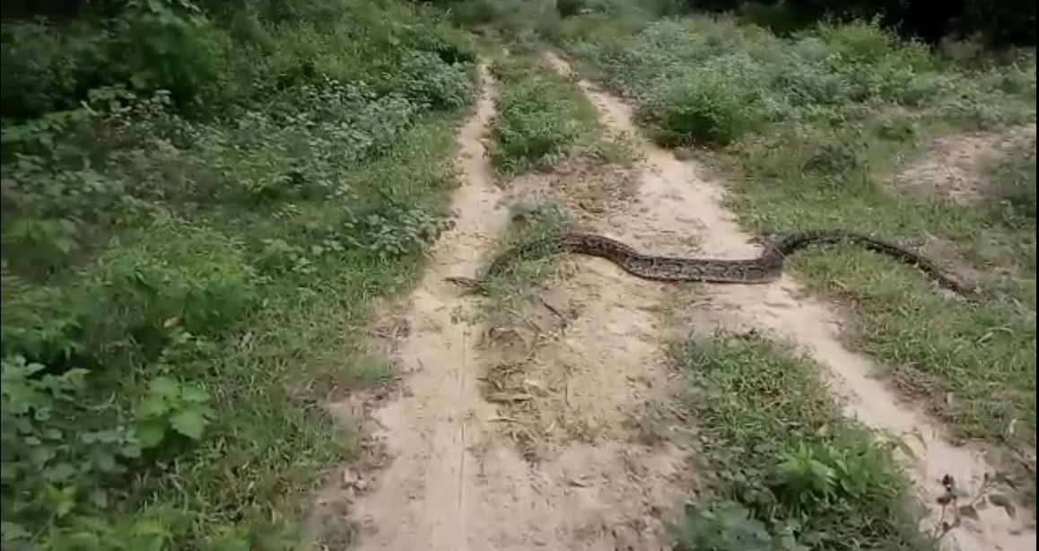 python came out, from field, attacked farmer, forest department rescued