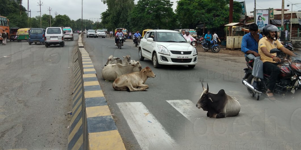 Stray cows on road due to municipal corporation ignorance