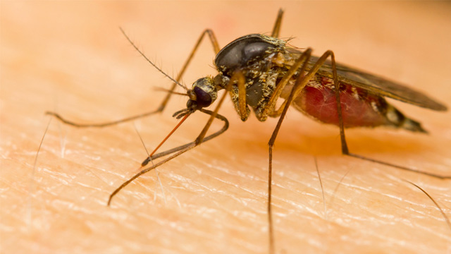 BSA officer got sick due to dengue in Pratapgarh