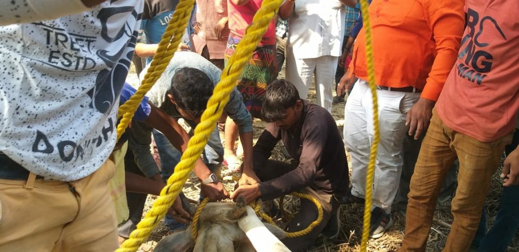 hindu yuva vahini workers saved cow in Barabanki