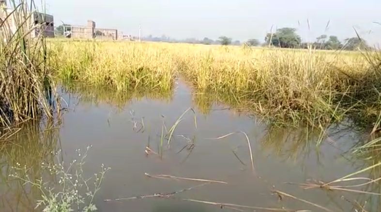 thousands bigha paddy harvested submerged