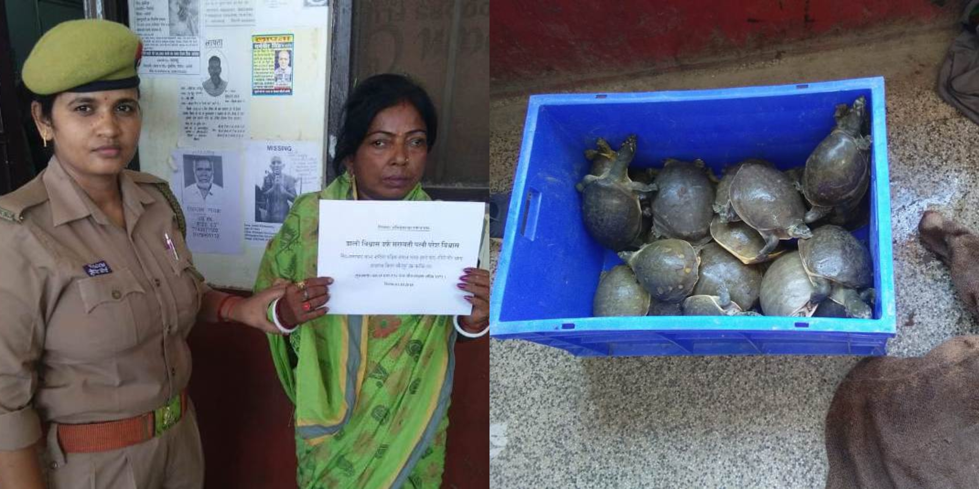 woman smuggler arrested with 105 turtles