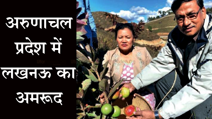 Lucknow Guava in Arunachal Pradesh Near Itanagar