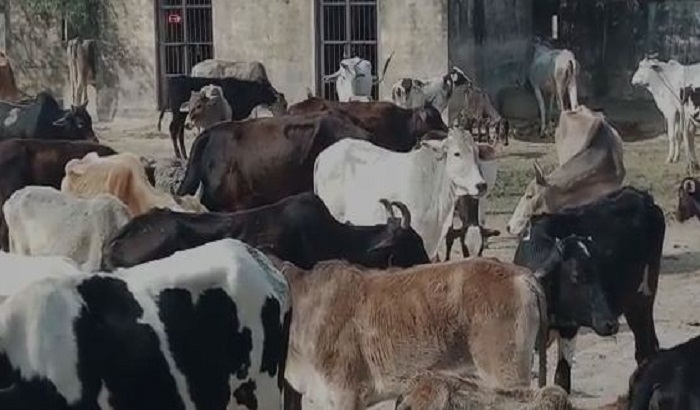 Cows locked in veterinary hospital