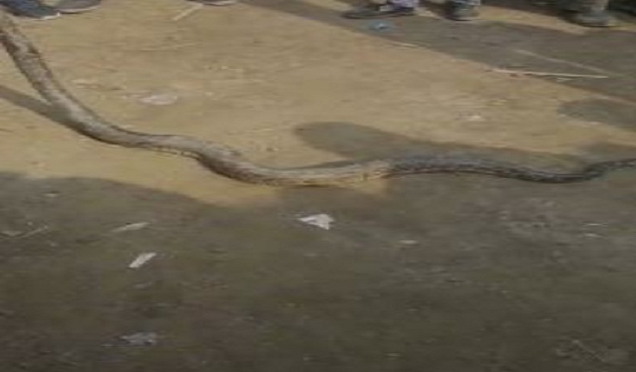 Snake in Haapur village