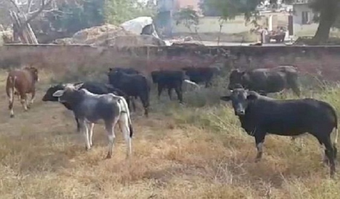 Angry farmers left stray animals in the cowshed of BJP MLA