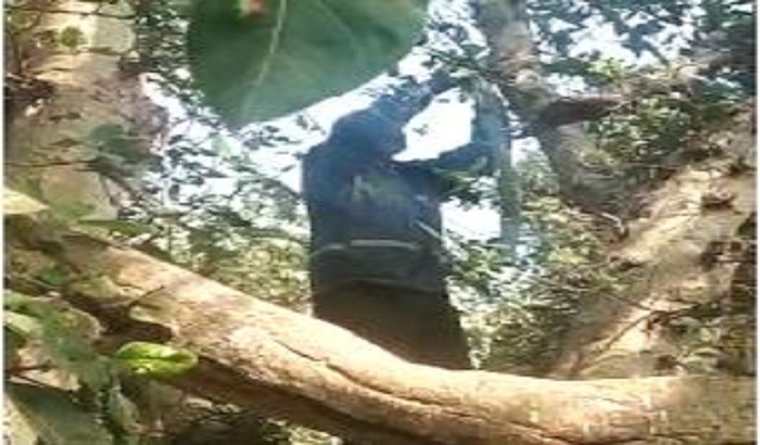 Mathura: The farmer climbed the tree and try to hanged himself.