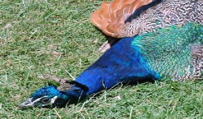 Farrukhabad: National bird have not even spared